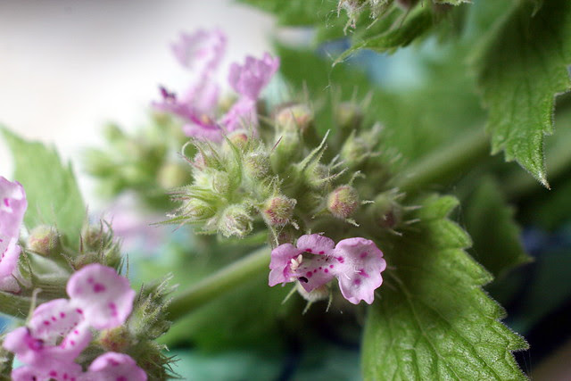 catnip flowers