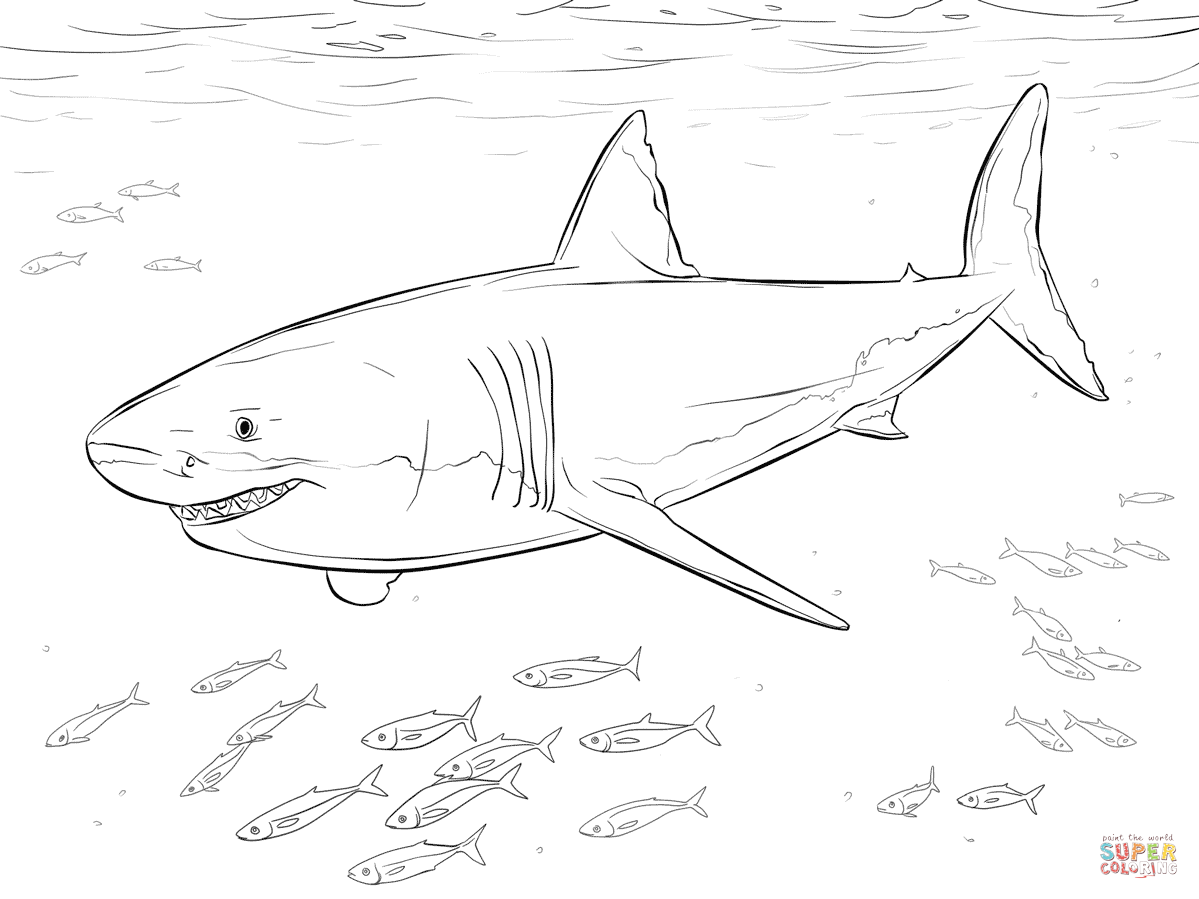 Great white shark coloring pages to download and print for free