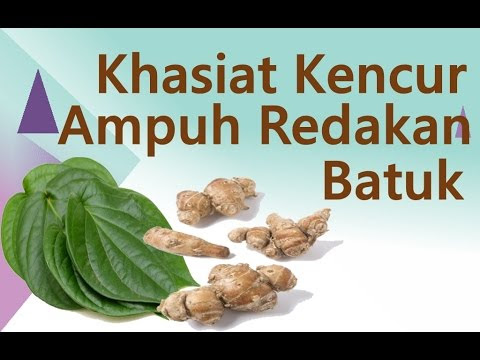 VIDEO : mengenal khasiat kencur yang ampuh redakan batuk - batukdapat terjadi akibat stimylasi tertentu, misalnya adanya debu di reseptorbatukdapat terjadi akibat stimylasi tertentu, misalnya adanya debu di reseptorbatuk( saluran pernapas ...