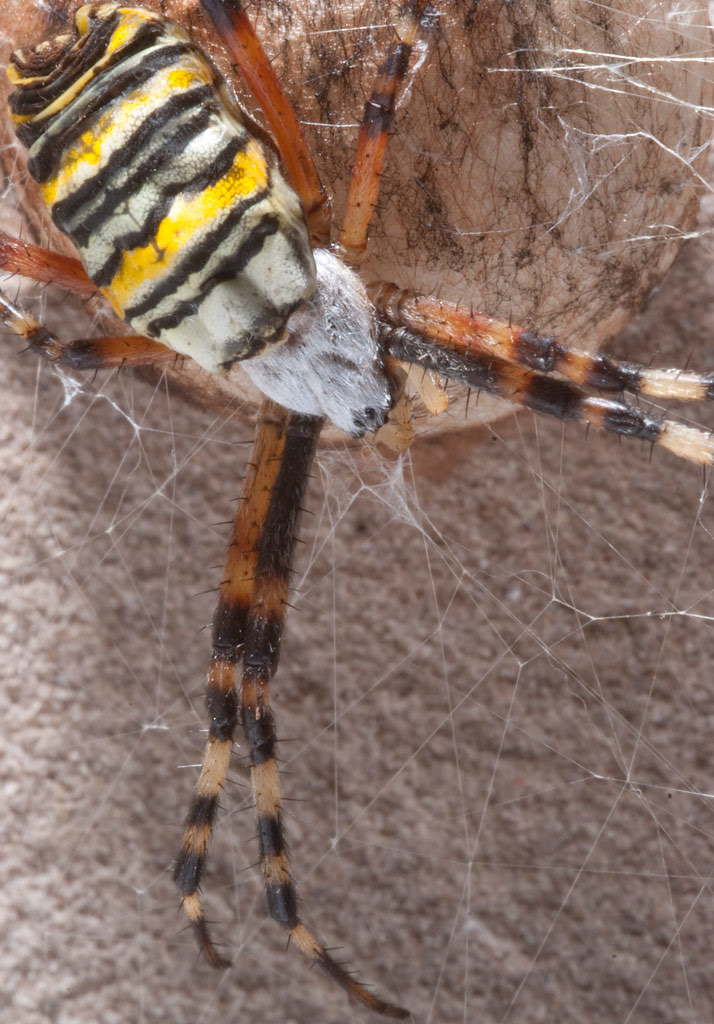tijgerspin, Argiope bruennichi