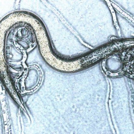 When Threatened By Worms, Bacteria Summon Killer Fungi