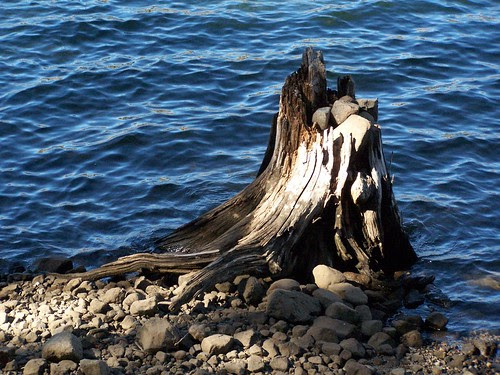 20060816 Stump