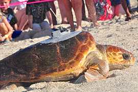 Anna and Elsa, Our Two Loggerhead Turtle Princesses