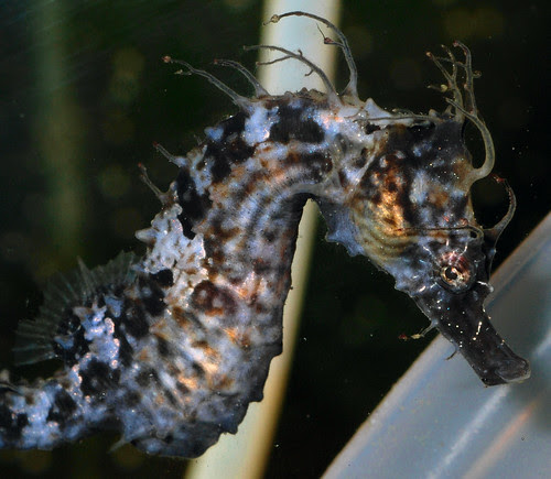 Hippocampus erectus