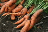 carrot harvest
