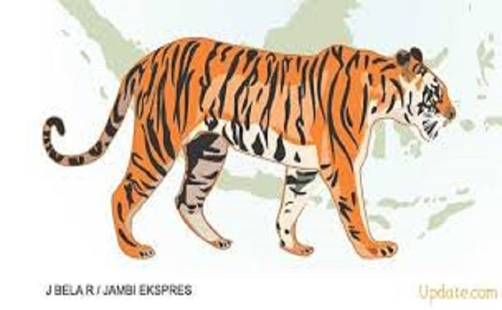 Unduh 4600 Koleksi Gambar Harimau Sumatra Dan Penjelasannya Paling Baru Gratis