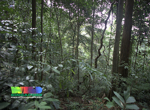 Bukit Timah Nature Reserve rainforest