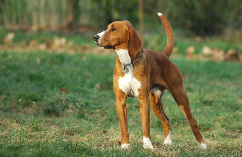 Chien Courant Com Consulter Le Sujet Anglo Francais De Petite Venerie
