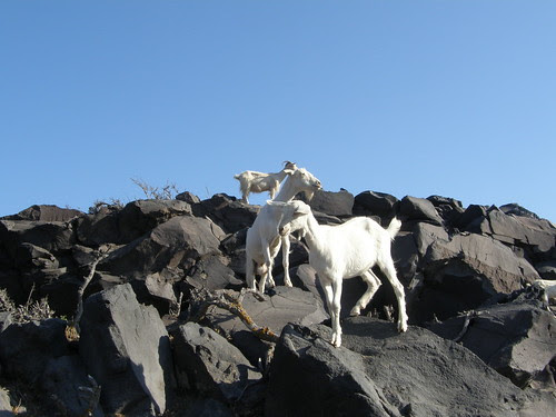 Sostis' Goats...