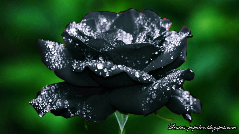5 Filosofi Bunga Mawar Hitam yang Jauh dari Kata Romantis 5 Filosofi Bunga Mawar Hitam yang Jauh dari Kata Romantis