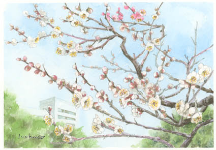 Gallery Nobuko スケッチギャラリー 芝離宮の梅はミックス