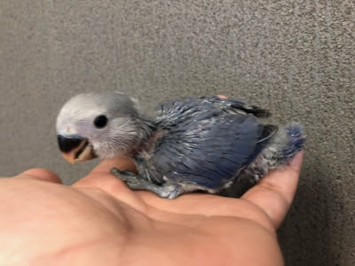 コザクラインコ バイオレット ヒナ 手乗り Lovebirdfukuoka ラブバードフクオカ インコや小動物の販売専門店