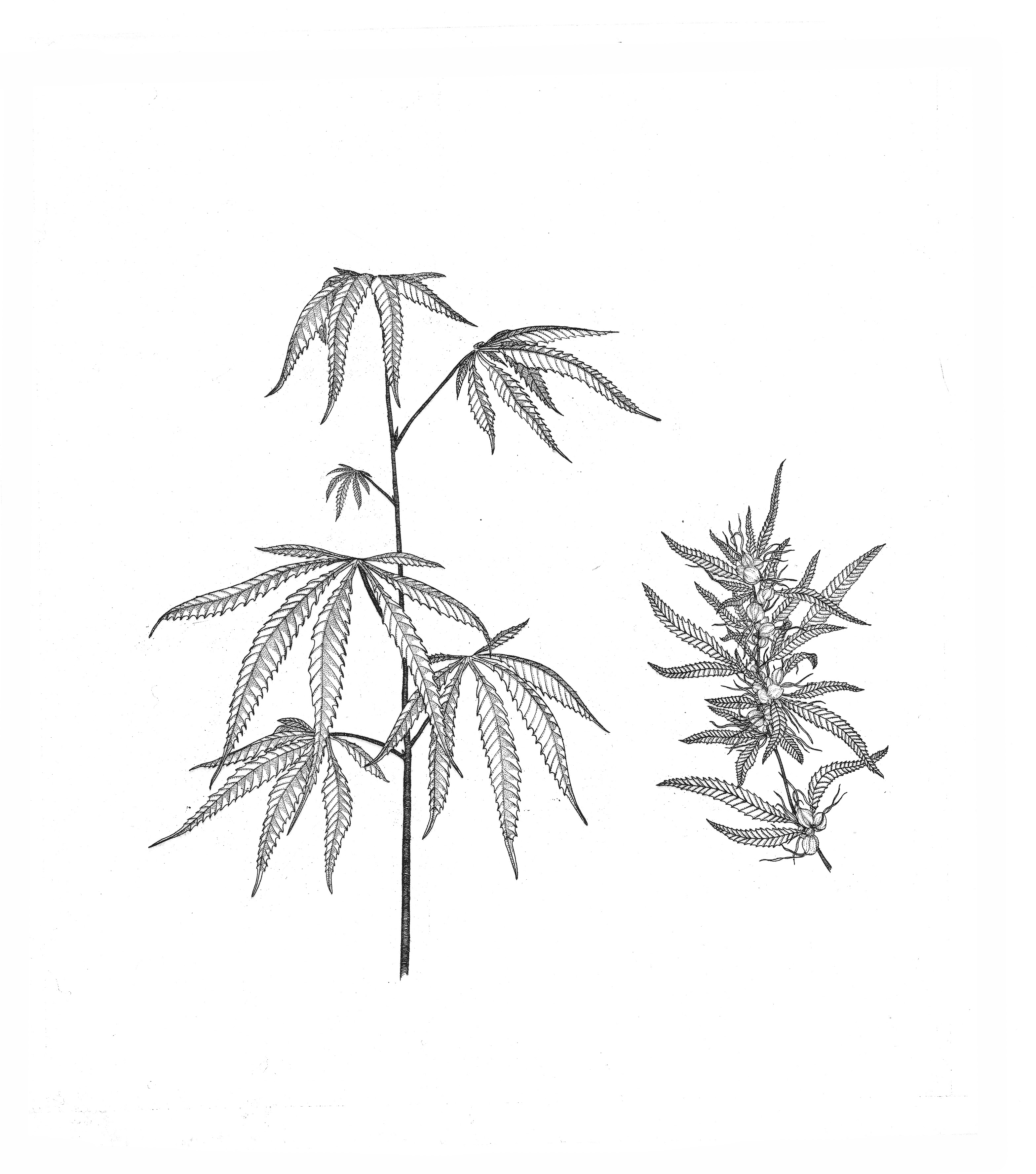 Wicked Plant Artwork