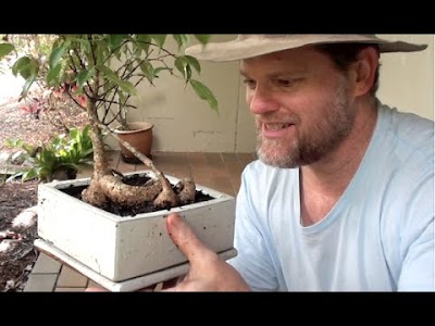 BONSAI ROOT TRIM - Keeping your plant compact.