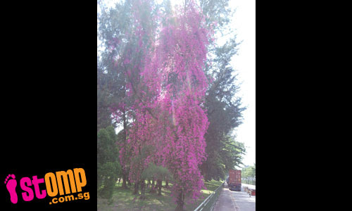  Tallest bougainvillea plant in S'pore