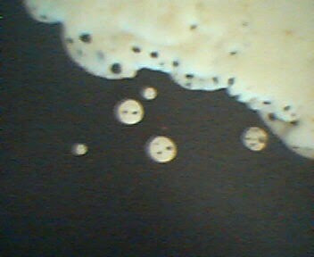 A Picture Share!