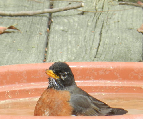 natutenrbDSCN8843