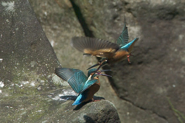 野鳥写真研究室 撮影手法 アーカイブ