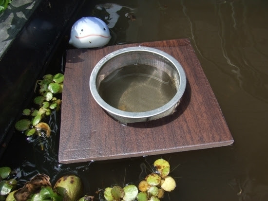 報告 プラナリアはメダカの卵をガッツり食べる コーイチの庭日記