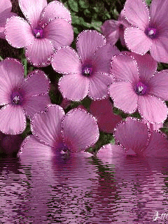 Цветы у воды