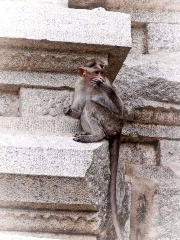 monkeys in hampi