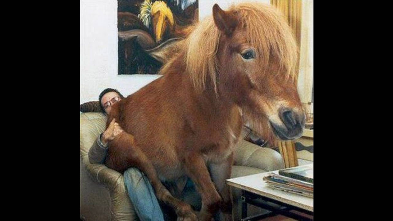 World's Funniest and Cutest Horses YouTube