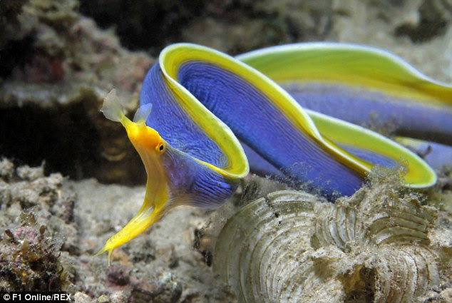 While the rainbow eel may look pretty, the creature can be quite aggressive when called for