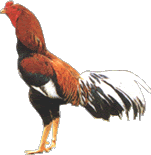 ไก่ชนพระนเรศวรมหาราช