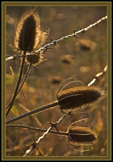 Teasel