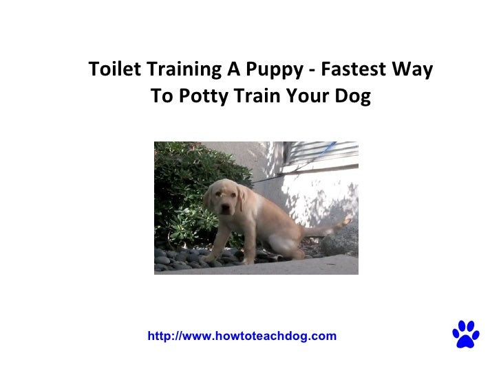 Toilet Training A Puppy - Fastest Way To Potty Train Your Dog
