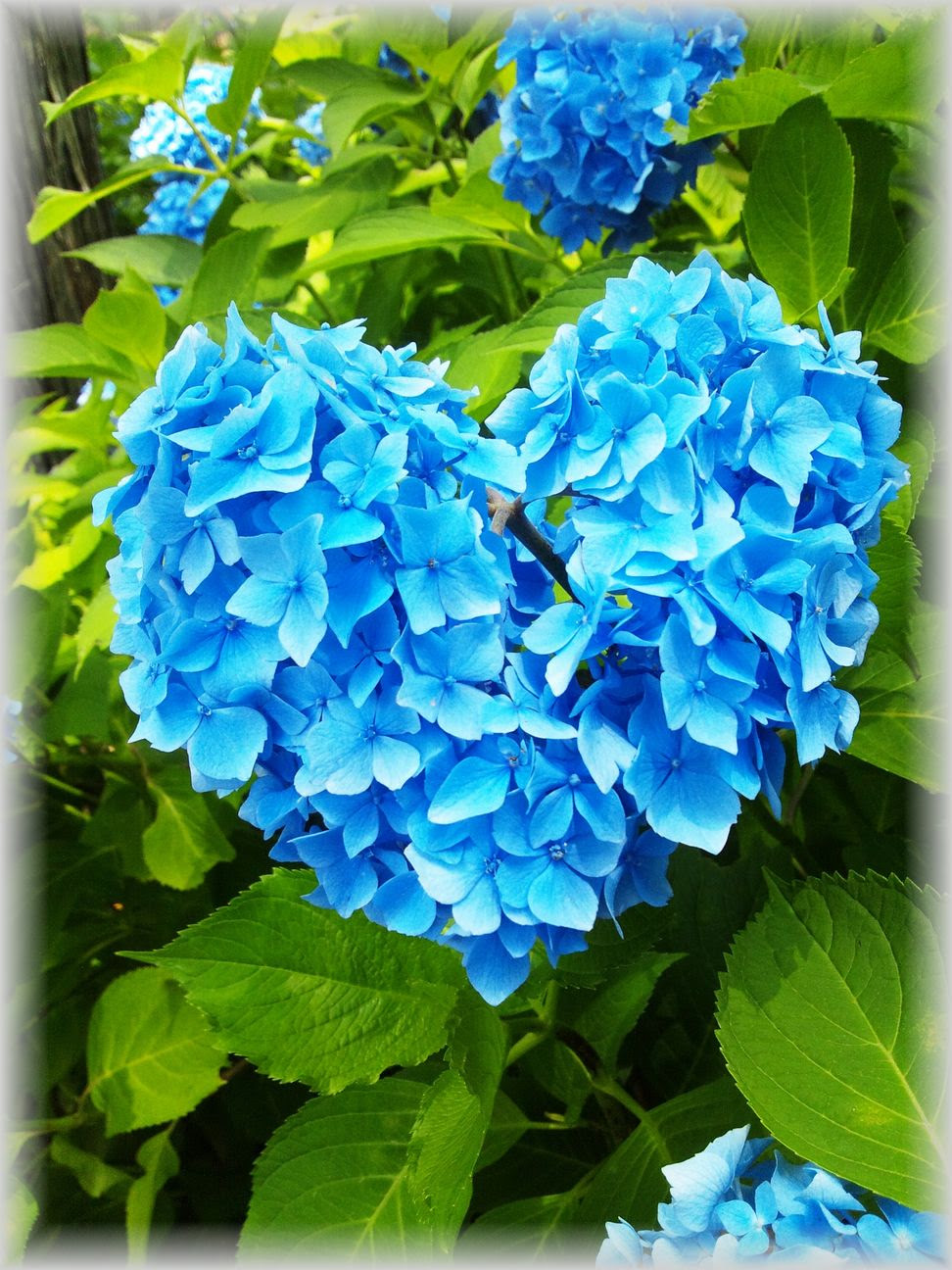 未来へのさんぽみち Andante 紫陽花の季節に