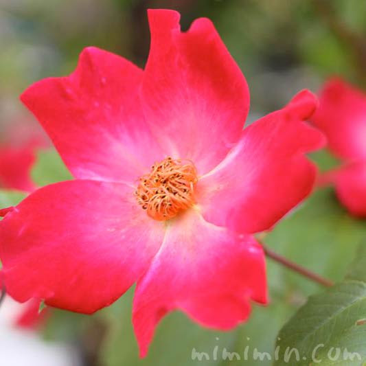 一重咲きの赤い薔薇の写真 薔薇の色別の花言葉 みみみんブログ
