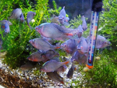 タナゴ飼育日記 Tanagoo