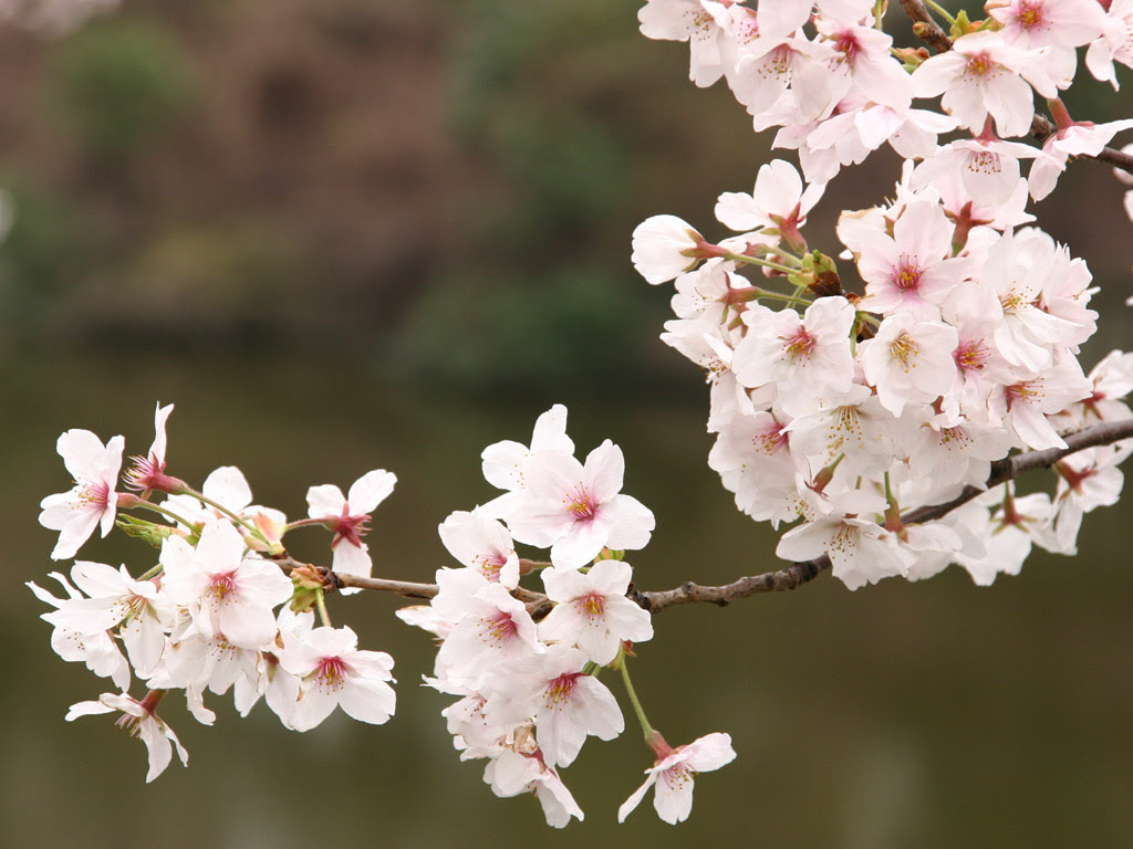 ピンク色の桜 写真素材無料壁紙