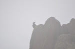Raven in the Mist
