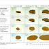 types of poop what doctors need you to know the healthy - know your health by your poops google search healthy digestive | light brown human stool color chart