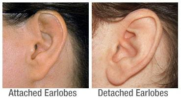 Image result for attached earlobes race