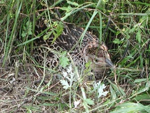 卵を必死に守る母キジ