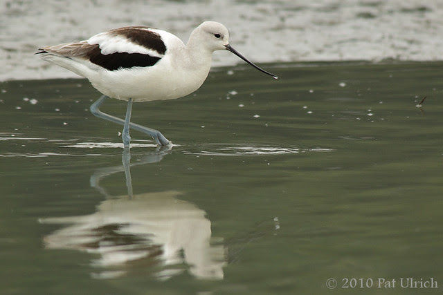 American avocet - Pat Ulrich Wildlife Photography