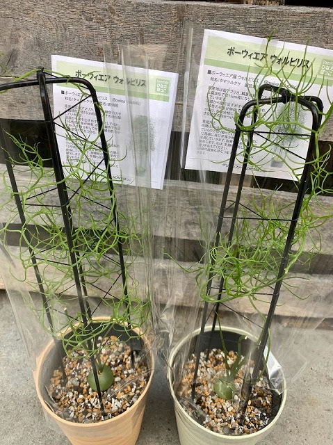 知多半島阿久比町 福住園芸 観葉植物 花 苗 種 用品販売 カルチャー教室とレンタルスペース 入荷情報 22 02 25