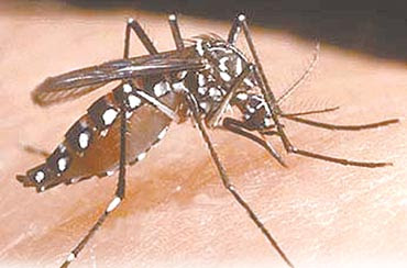  Pencegahan penyakit DBD yang paling utama adalah memberantas vektor penyakit, yaitu membasmi nyamuk aedes.