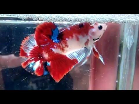 Ikan Cupang Koi Cara Budidaya Ikan Cupang Cara Budidaya