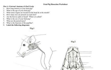 Read fetal pig dissection work sheet answer key Best Books of the Month PDF