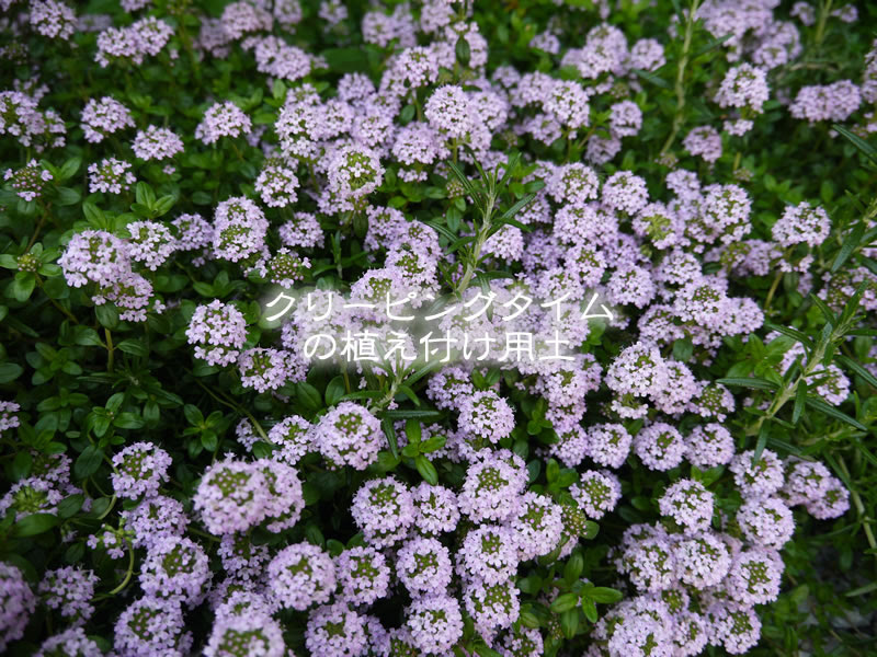クリーピングタイムの植え付け用土 Gardeco Japan