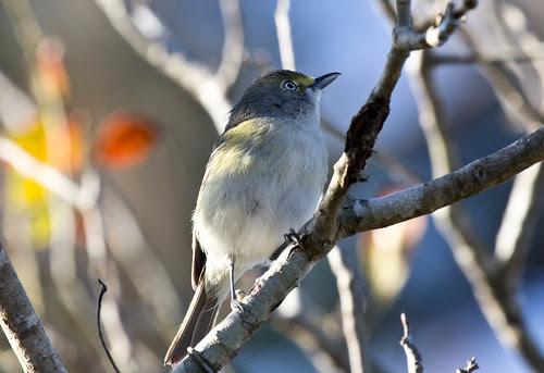White-eyed Vireo