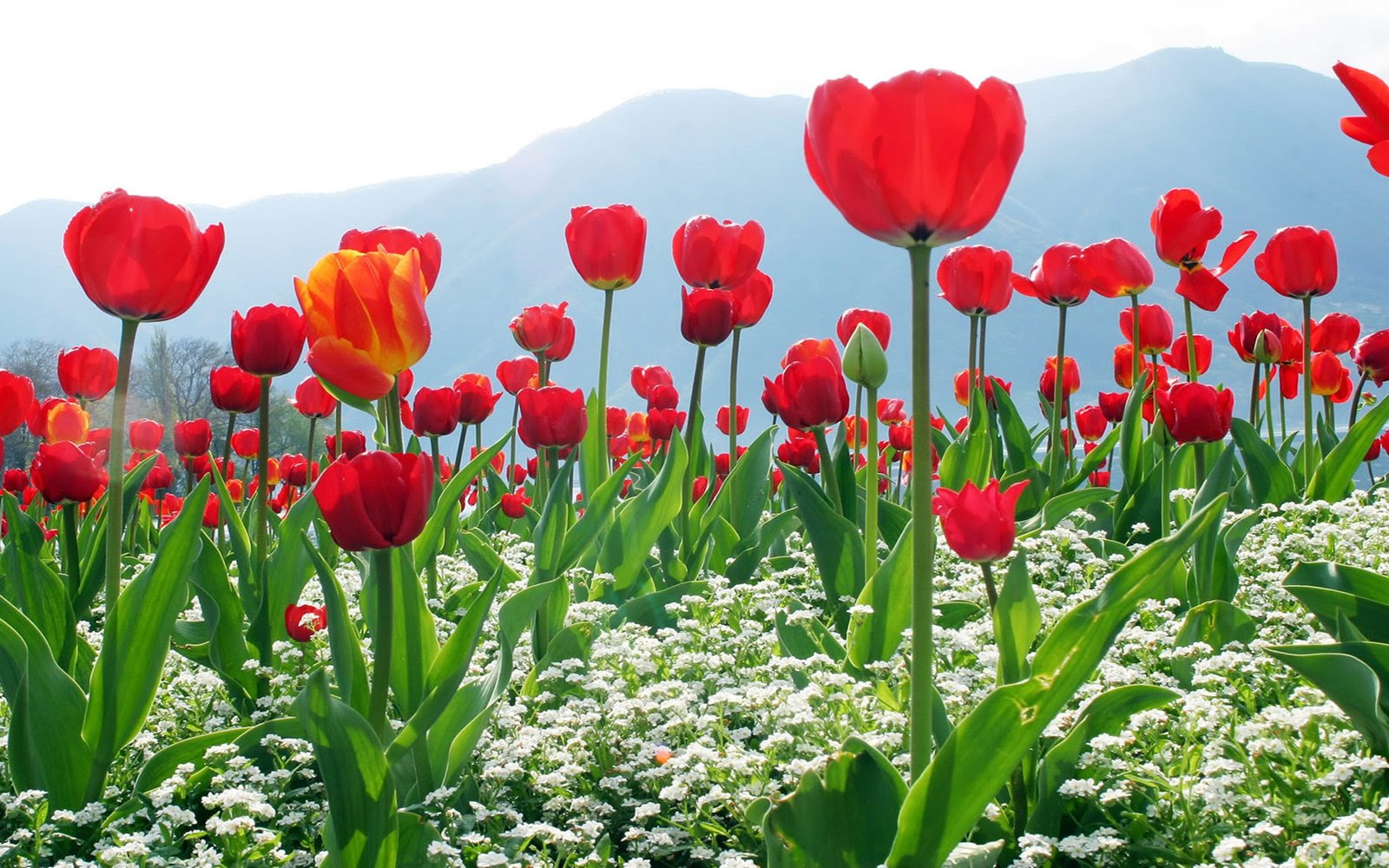 flower