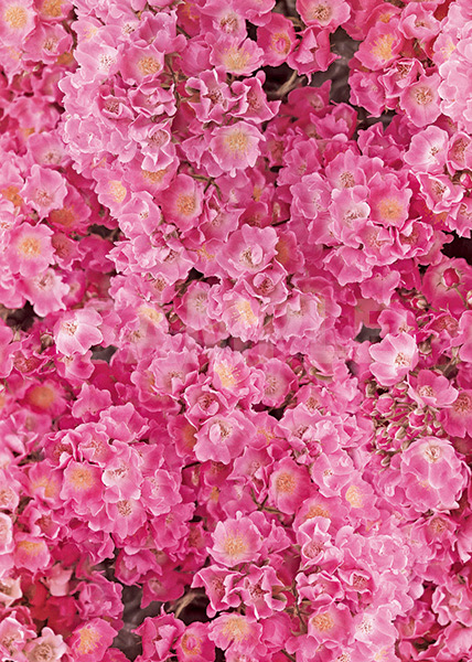 ピンク色のマリア リサの花のa4サイズ背景素材 無料 商用可能 サイズ 背景テンプレートダウンロードサイト