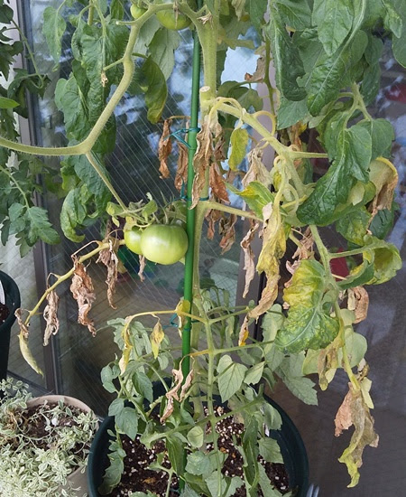 ベランダ菜園 トマトの葉が枯れた原因は害虫 病害虫対策