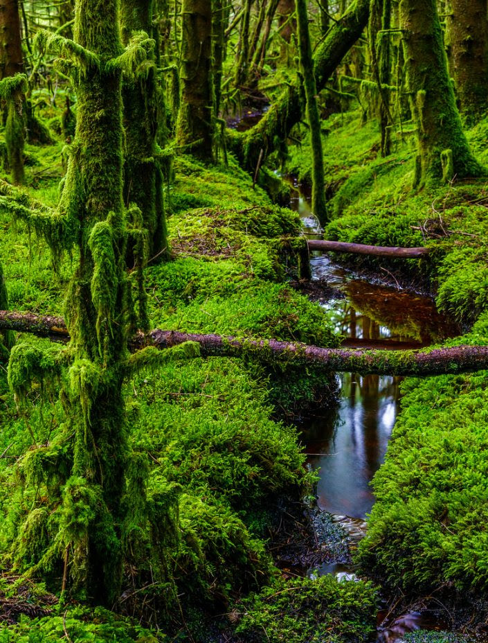 10 most breathtakingly beautiful forests of the world