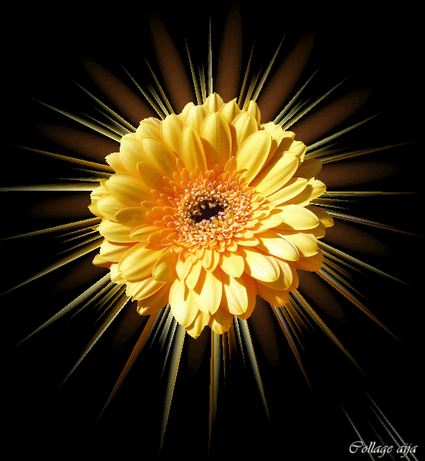 Animated Flowers